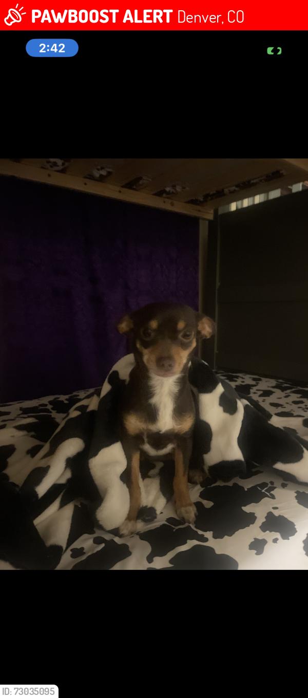 Lost Female Dog last seen Jasmine & 38th , Denver, CO 80207