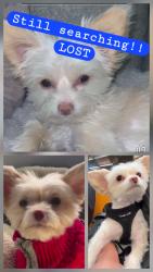 Lost Male Dog last seen Central, Glenview, IL 60025