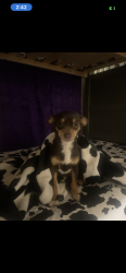 Lost Female Dog last seen Jasmine & 38th , Denver, CO 80207