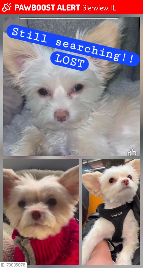 Lost Male Dog last seen Central, Glenview, IL 60025