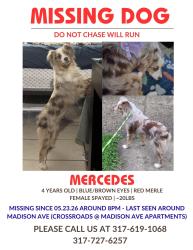 Lost Female Dog last seen Franklin road and soithport road, Indianapolis, IN 46259