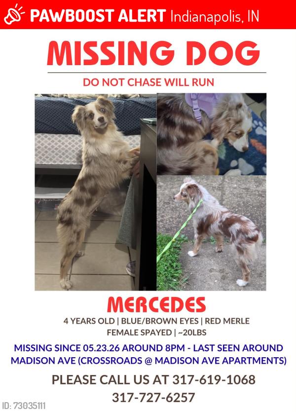 Lost Female Dog last seen Franklin road and soithport road, Indianapolis, IN 46259
