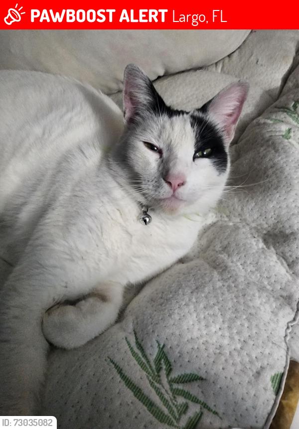 Lost Male Cat last seen Near st n and 117th dr n largo fl, Largo, FL 33773