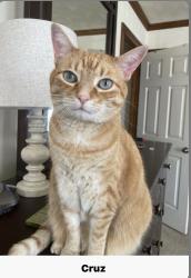 Lost Female Cat last seen Waltons pass, Evans, GA 30809