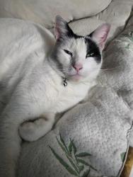 Lost Male Cat last seen Near st n and 117th dr n largo fl, Largo, FL 33773