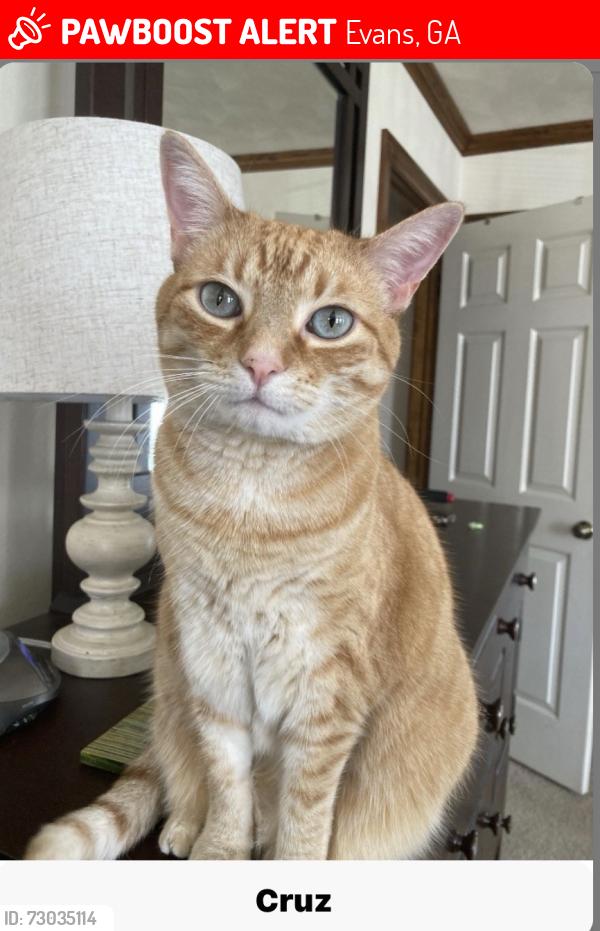 Lost Female Cat last seen Waltons pass, Evans, GA 30809