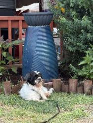 Lost Male Dog last seen Mill street, Bridgeport, PA 19405