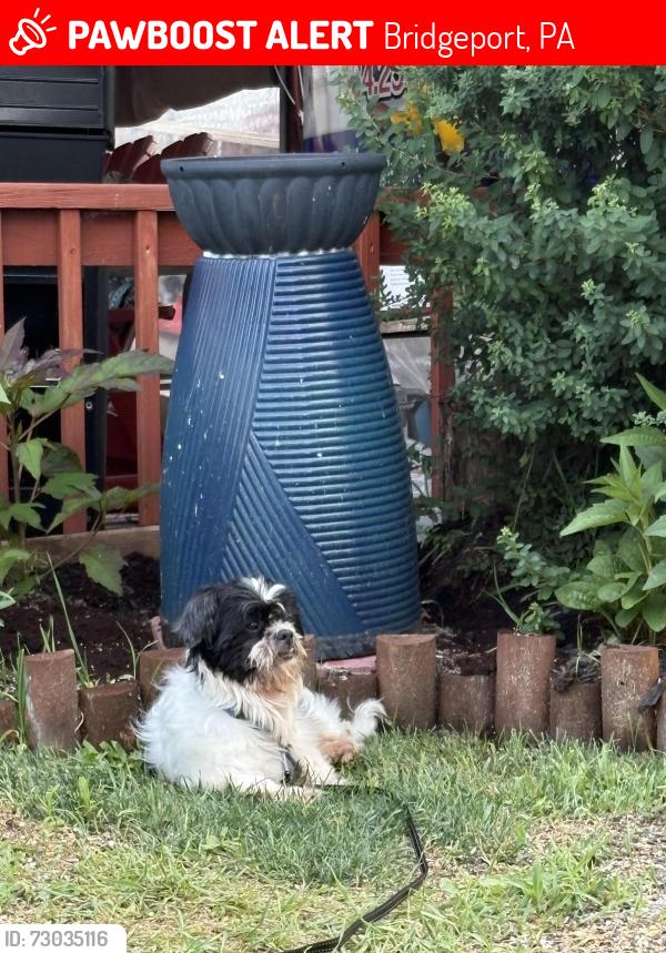 Lost Male Dog last seen Mill street, Bridgeport, PA 19405