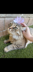 Lost Female Cat last seen Near Forum Street, San Diego, CA 92111