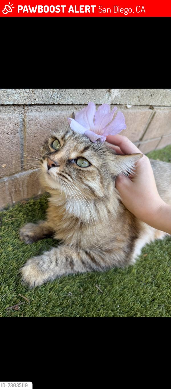 Lost Female Cat last seen Near Forum Street, San Diego, CA 92111