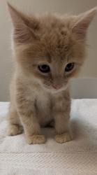 Shelter Stray Male Cat last seen Near Wallace Avenue, SAN LEANDRO, CA, 94577, 8323 Baldwin St, Oakland, CA 94621, USA