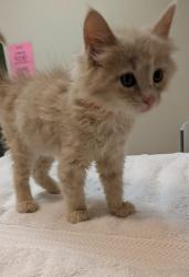 Shelter Stray Female Cat last seen Near Wallace Avenue, SAN LEANDRO, CA, 94577, 8323 Baldwin St, Oakland, CA 94621, USA