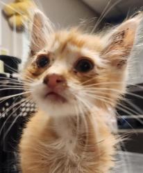 Shelter Stray Male Cat last seen Near Cascade Drive, SAN LEANDRO, CA, 94577, 8323 Baldwin St, Oakland, CA 94621, USA
