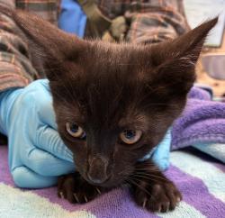 Shelter Stray Male Cat last seen Near Burnside, OR, 1700 W Historic Columbia River Hwy, Troutdale, OR 97060, USA