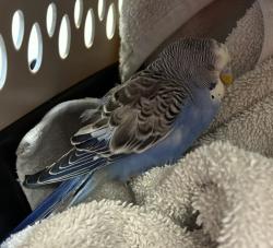 Shelter Stray Male Bird last seen NE 78th/Burnside, OR, 1700 W Historic Columbia River Hwy, Troutdale, OR 97060, USA