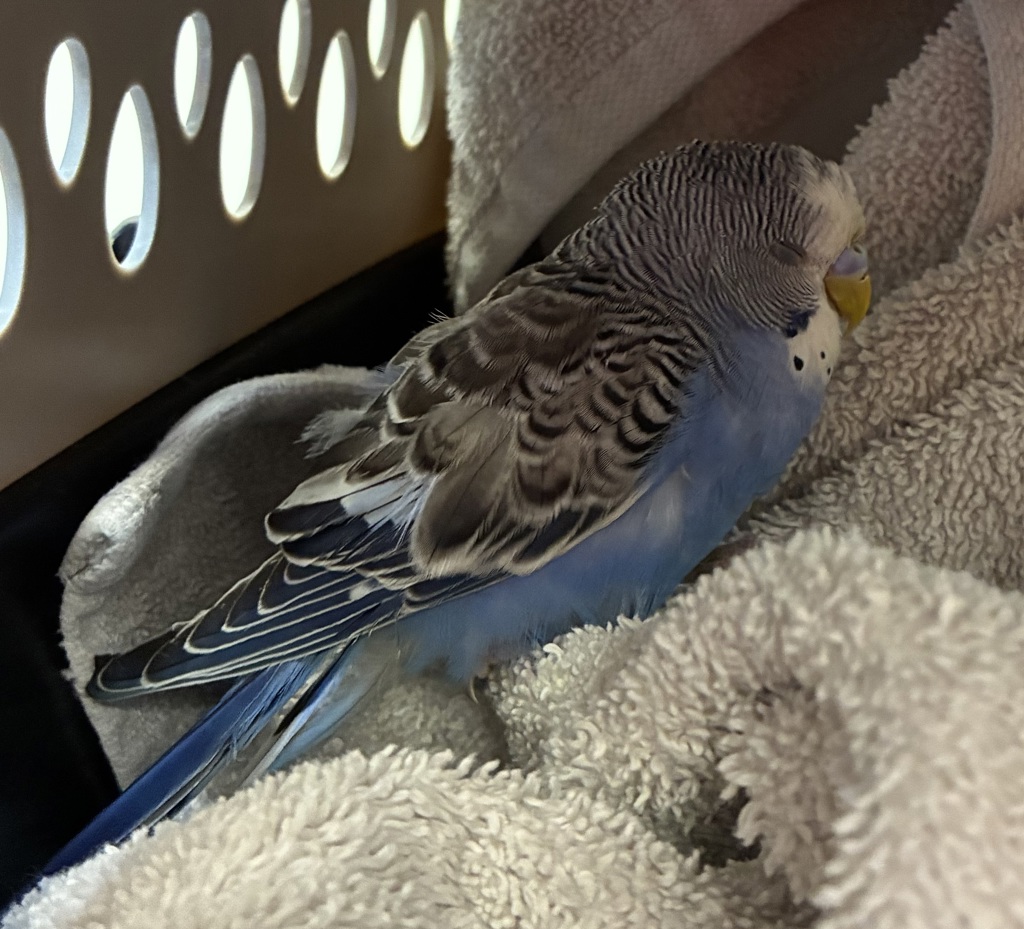 Shelter Stray Male Bird last seen NE 78th/Burnside, OR, 1700 W Historic Columbia River Hwy, Troutdale, OR 97060, USA
