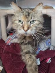 Shelter Stray Female Cat last seen Near Outing Avenue, PASADENA, MD, 21122, 411 Maxwell Frye Rd, Millersville, MD 21108, USA