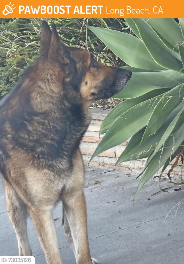 Found/Stray Unknown Dog last seen 3rd St between Carroll Park and Molino, Long Beach, CA 90814