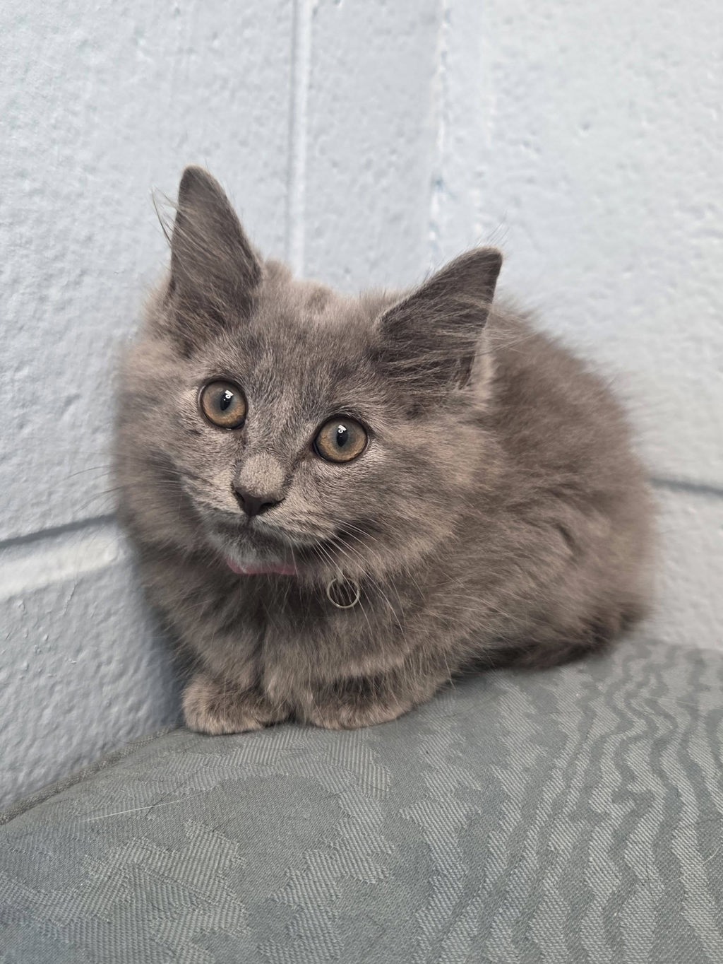Shelter Stray Female Cat last seen Foxchase Lane, GLEN BURNIE, MD, 21061, 411 Maxwell Frye Rd, Millersville, MD 21108, USA
