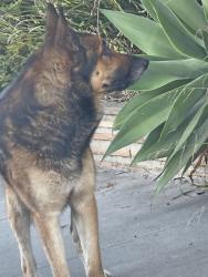 Found/Stray Unknown Dog last seen 3rd St between Carroll Park and Molino, Long Beach, CA 90814