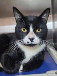 Shelter Stray Male Cat last seen found in yard, ARNOLD, MD, 21012, 411 Maxwell Frye Rd, Millersville, MD 21108, USA