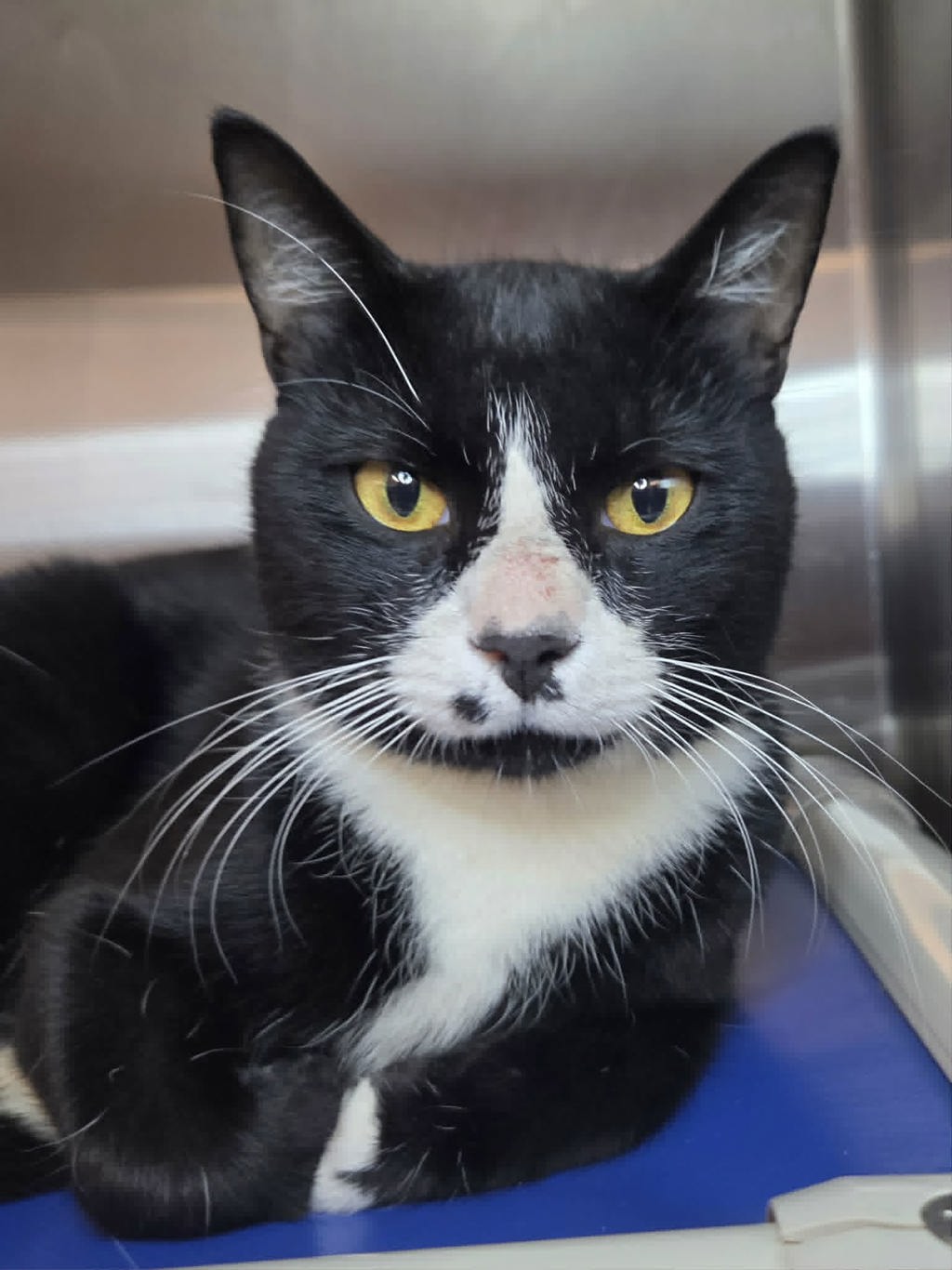 Shelter Stray Male Cat last seen found in yard, ARNOLD, MD, 21012, 411 Maxwell Frye Rd, Millersville, MD 21108, USA