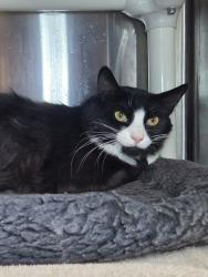 Shelter Stray Male Cat last seen Near Jeanies Court, LOTHIAN, MD, 20711, 411 Maxwell Frye Rd, Millersville, MD 21108, USA