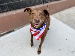 Shelter Stray Male Dog last seen 116st, NEW YORK, NY, 10029, 326 E 110th St, New York, NY 10029, USA
