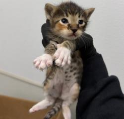 Shelter Stray Female Cat last seen Plaza BlVD and Woodman, San Diego, CA, 92114, 5500 Gaines St, San Diego, CA 92110, USA