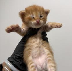 Shelter Stray Male Cat last seen Plaza BlVD and Woodman, San Diego, CA, 92114, 5500 Gaines St, San Diego, CA 92110, USA