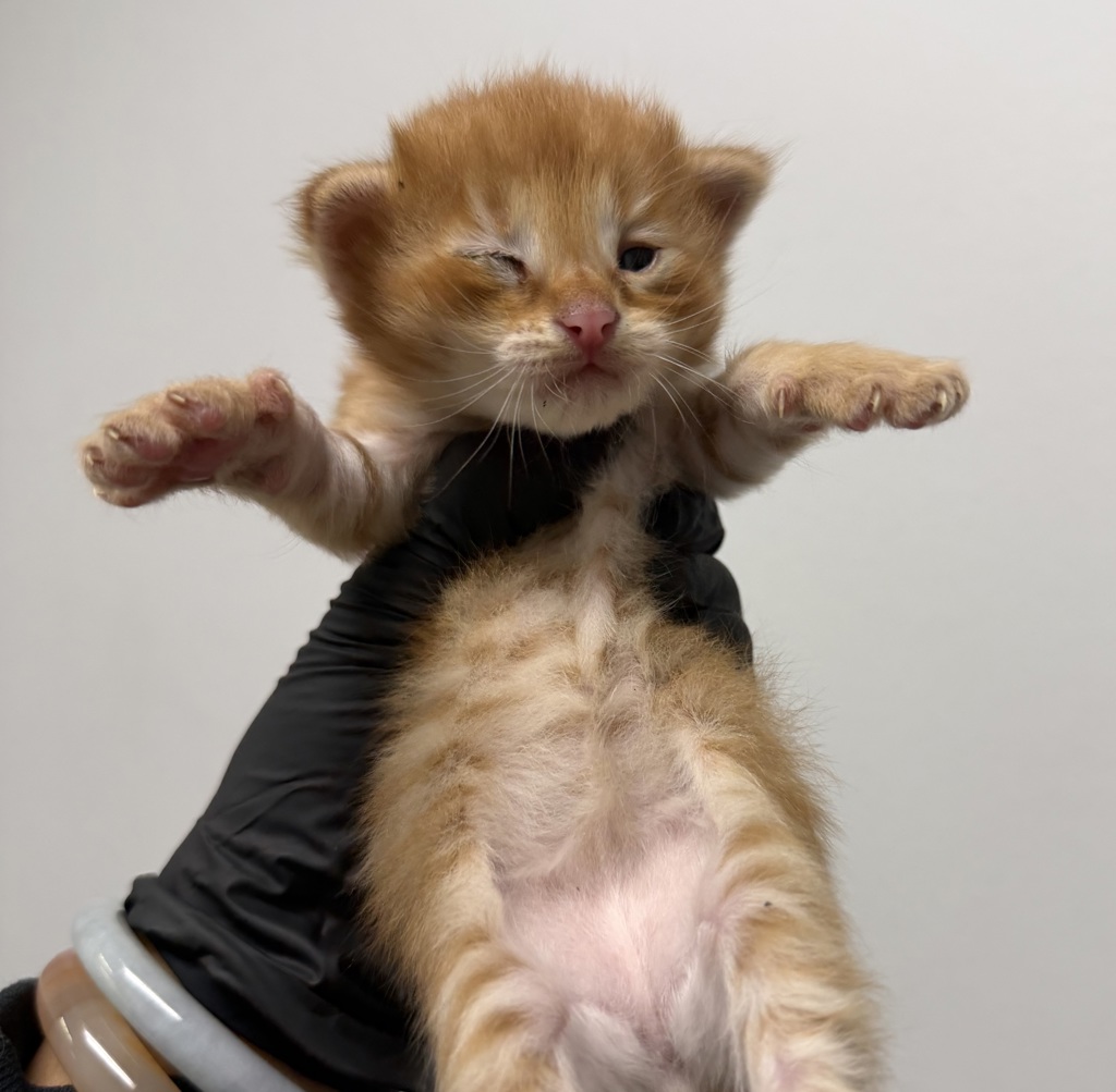 Shelter Stray Male Cat last seen Plaza BlVD and Woodman, San Diego, CA, 92114, 5500 Gaines St, San Diego, CA 92110, USA