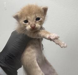 Shelter Stray Male Cat last seen Plaza BlVD and Woodman, San Diego, CA, 92114, 5500 Gaines St, San Diego, CA 92110, USA