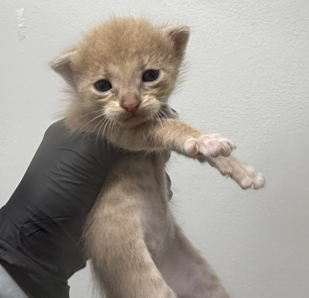 Shelter Stray Male Cat last seen Plaza BlVD and Woodman, San Diego, CA, 92114, 5500 Gaines St, San Diego, CA 92110, USA
