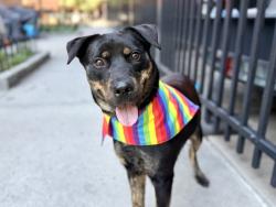 Shelter Stray Male Dog last seen Near Eastchester Road, BRONX, NY, 10461, 326 E 110th St, New York, NY 10029, USA