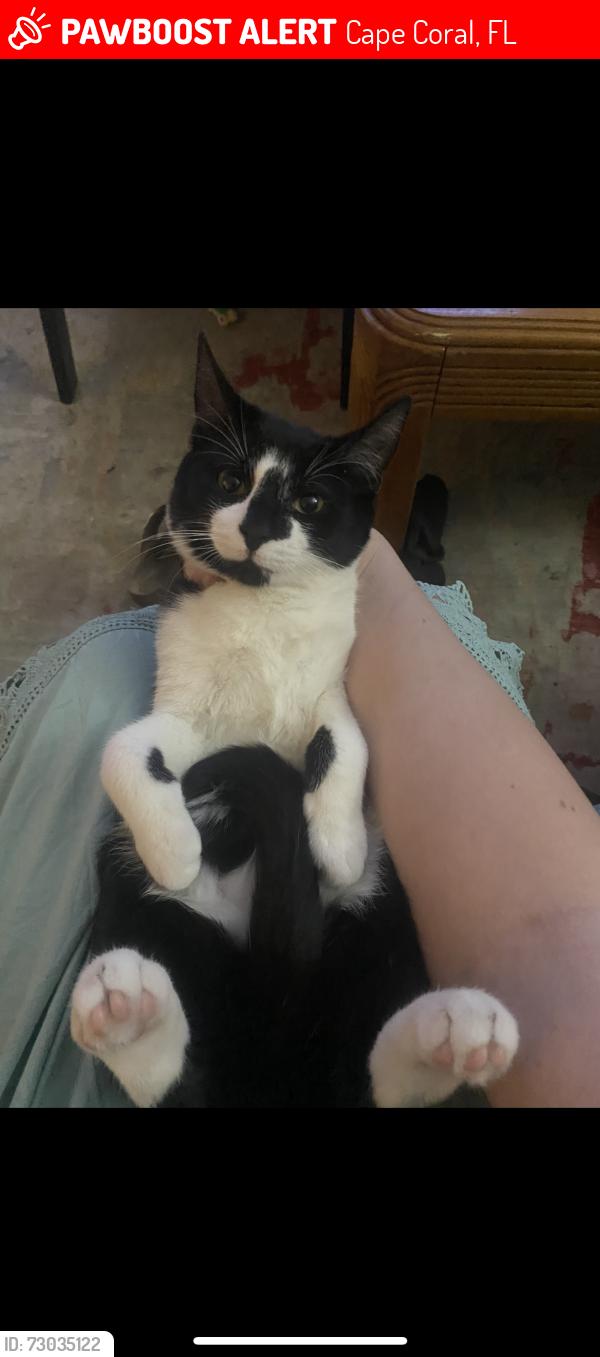 Lost Male Cat last seen Near Tropicana and burnt store, Cape Coral, FL 33993