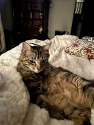 Lost Male Cat last seen Carlson Way, Diamond Springs, CA 95619
