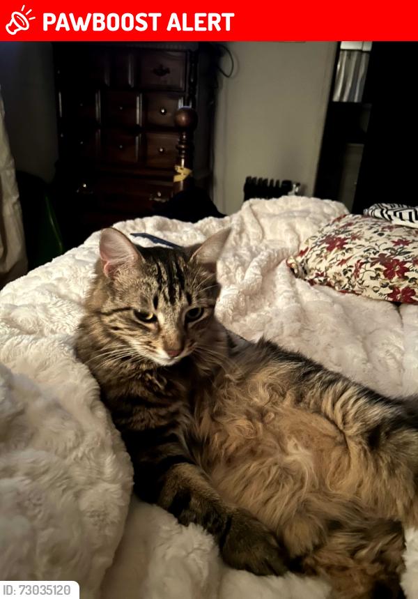 Lost Male Cat last seen Carlson Way, Diamond Springs, CA 95619