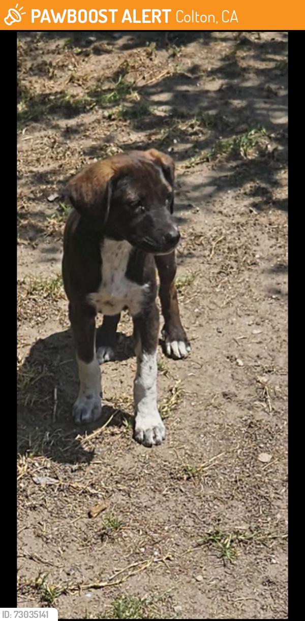 Found/Stray Male Dog last seen La cadena dr, Colton, CA 92324