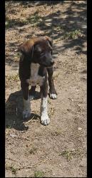 Found/Stray Male Dog last seen La cadena dr, Colton, CA 92324