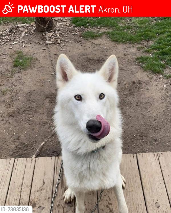 Lost Female Dog last seen Sarlson ave, Flanders ave, Akron, OH 44314