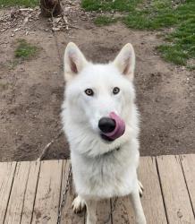 Lost Female Dog last seen Sarlson ave, Flanders ave, Akron, OH 44314
