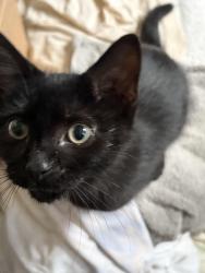 Lost Male Cat last seen Target parking lot 2nd level, Chicago, IL 60605