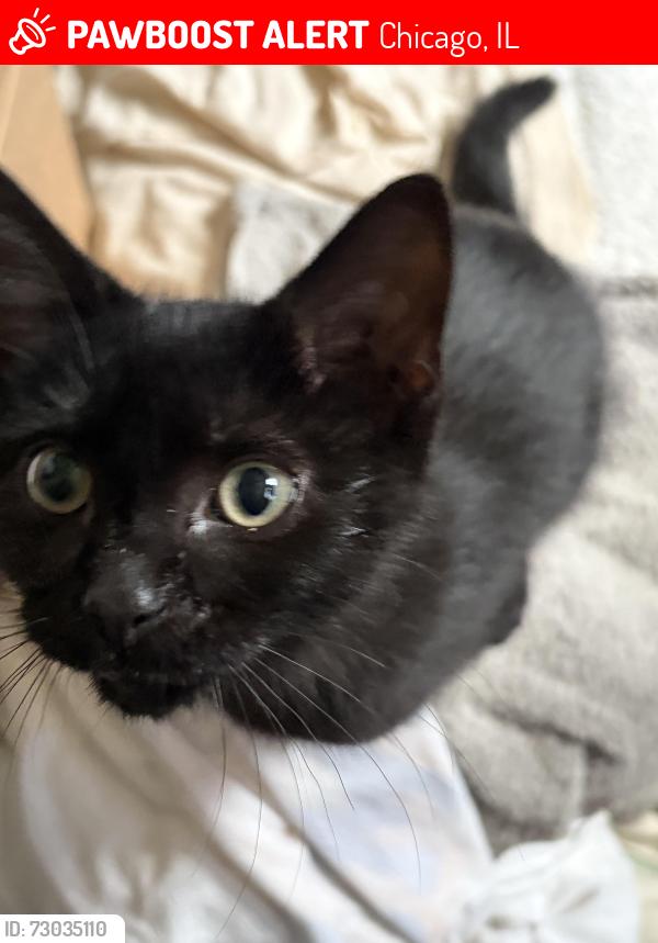 Lost Male Cat last seen Target parking lot 2nd level, Chicago, IL 60605