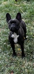 Lost Female Dog last seen 70th st w and L8, Lancaster, CA 93536