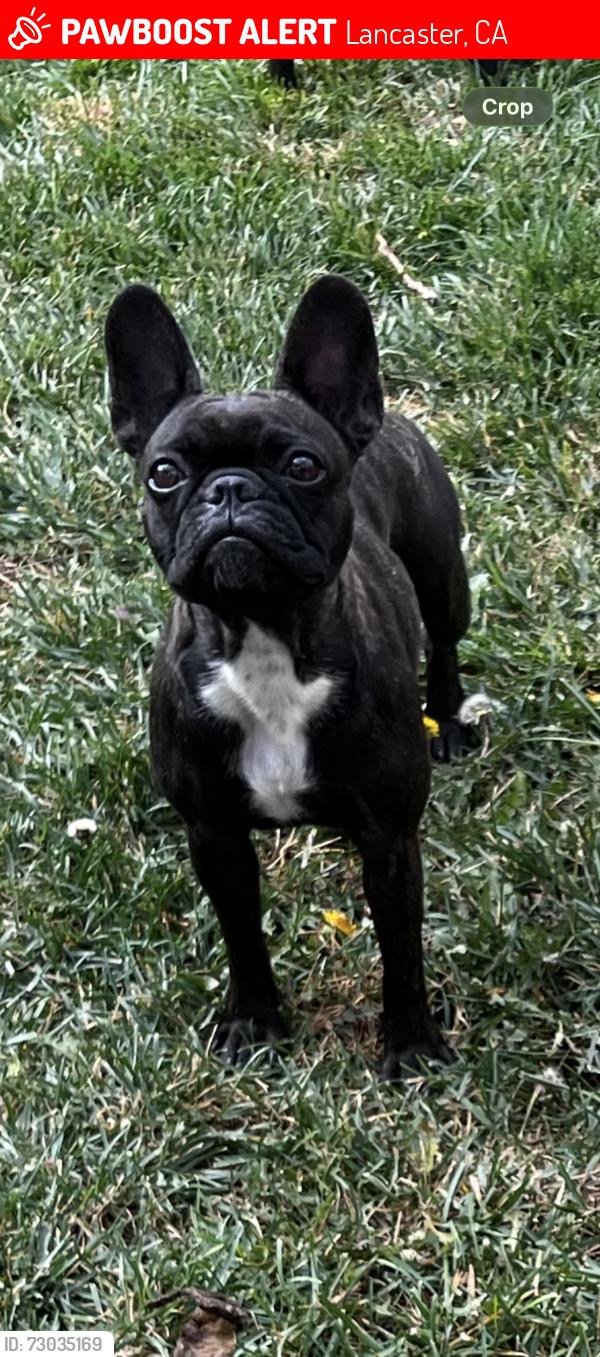 Lost Female Dog last seen 70th st w and L8, Lancaster, CA 93536