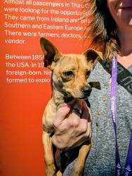 Found/Stray Male Dog last seen Titanic museum parking lot, Austin, TX 78753