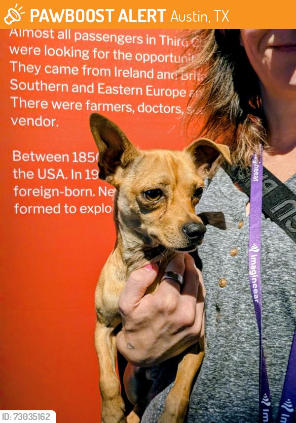Found/Stray Male Dog last seen Titanic museum parking lot, Austin, TX 78753