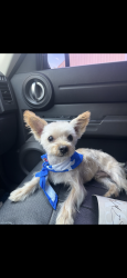 Lost Male Dog last seen Alameda Ave and 33rd st. San Bernardino Ca, San Bernardino, CA 92404