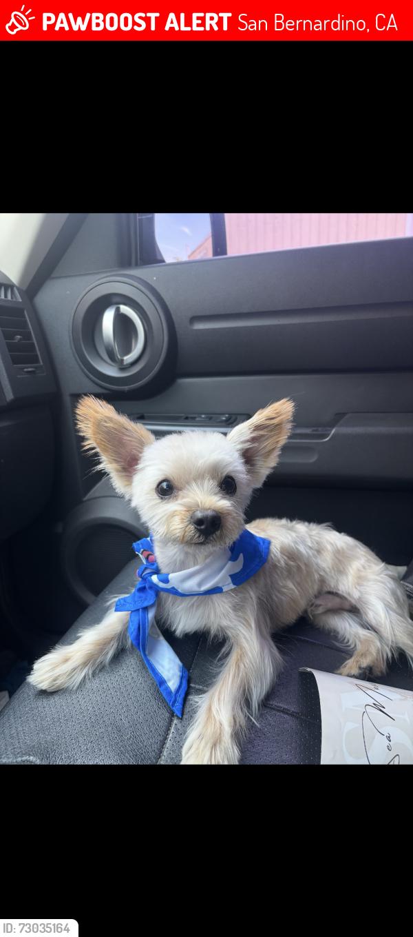 Lost Male Dog last seen Alameda Ave and 33rd st. San Bernardino Ca, San Bernardino, CA 92404