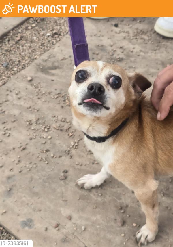 Lost Male Dog last seen Near Kendall st lakewood co , Tyburnia, England W2